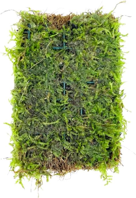 Amazon Planterest Java Moss Vesicularia Dubyana Mats Us Grow