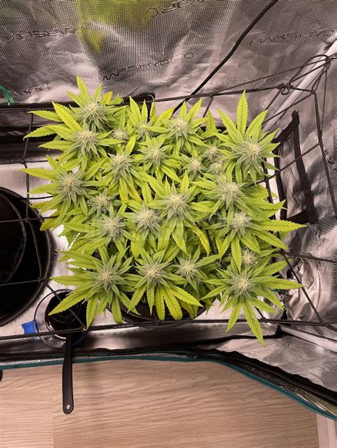 Jack Herer Feminized Cannabis Seeds Week 16 Grow Journal By Sudo Jack