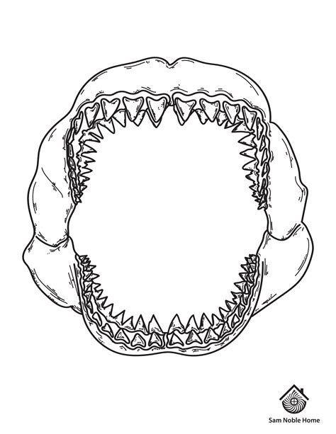 Megalodon 3 – Sam Noble Museum