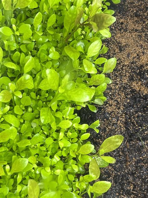 I bought Monte Carlo and some aquatic grass seeds on Etsy. I don’t know