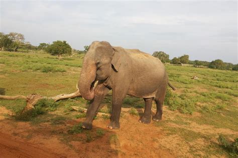 All Inclusive Udawalawe National Park Safari Day Tour From Colombo