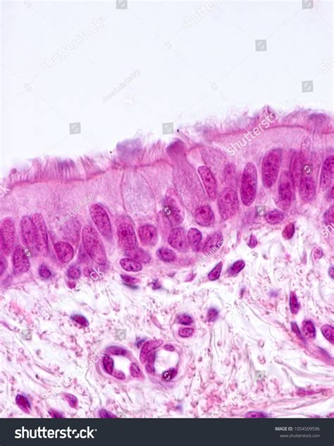 Ciliated Pseudostratified Columnar Epithelium Bronchus Respiratory