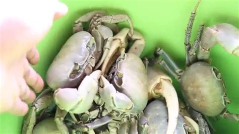 Jamaican Blue Land Crabs Ready To Boil And Eat Youtube