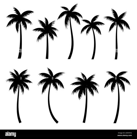 Palm Trees Silhouettes Summer Set Palm Trees Isolated On White