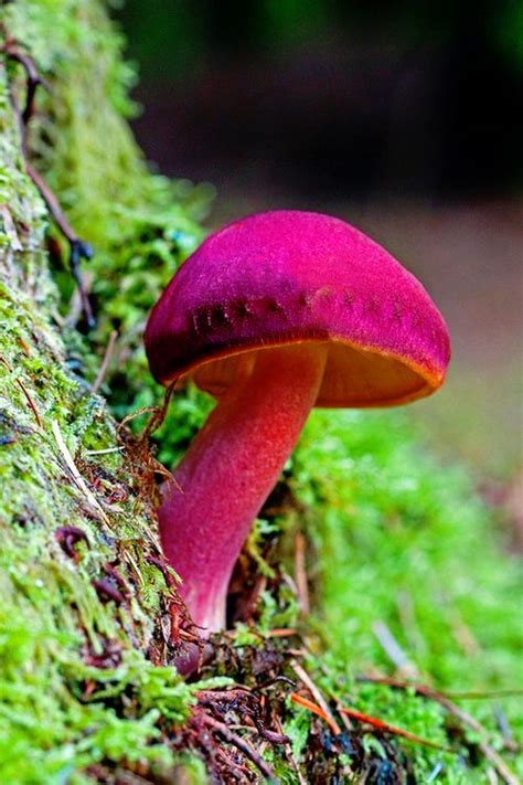 Pretty Pink Mushroom Toadstool ♥ Pinterest