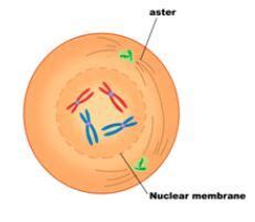 Microtubules are constituents of