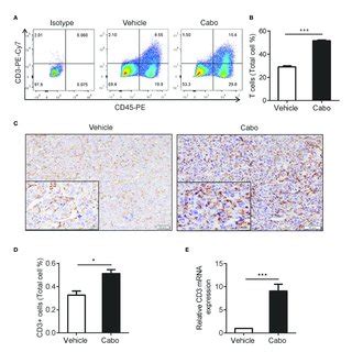 Cabozantinib Treatment Increases T Cell Infiltration Into Tumors