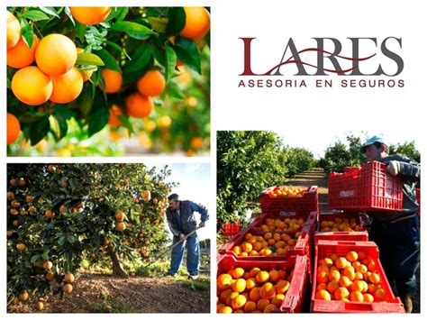 SEGUROS PARA AGRO El seguro agrícola que creamos en LARES ASESORES es