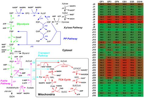 Heatmap Of Metabolic Flux Distributions Of S Cerevisiae Strains The