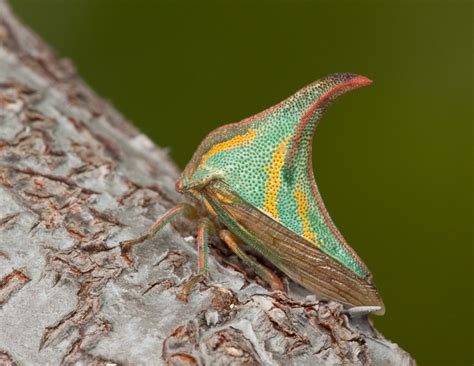 Thorn Treehopper (Umbonia crassicornis) AKA thornbug