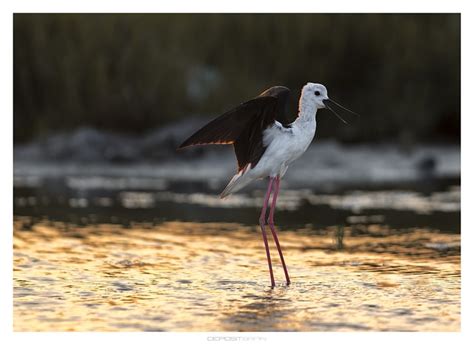 Egret South - Free photo on Pixabay - Pixabay