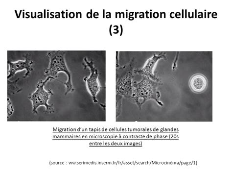 Quelles sont les méthodes pour étudier la migration cellulaire ppt