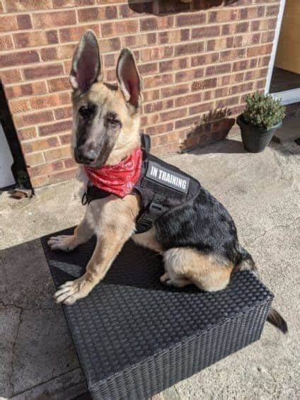 Training An 8 Week Old German Shepherd Puppy Beginner Guide