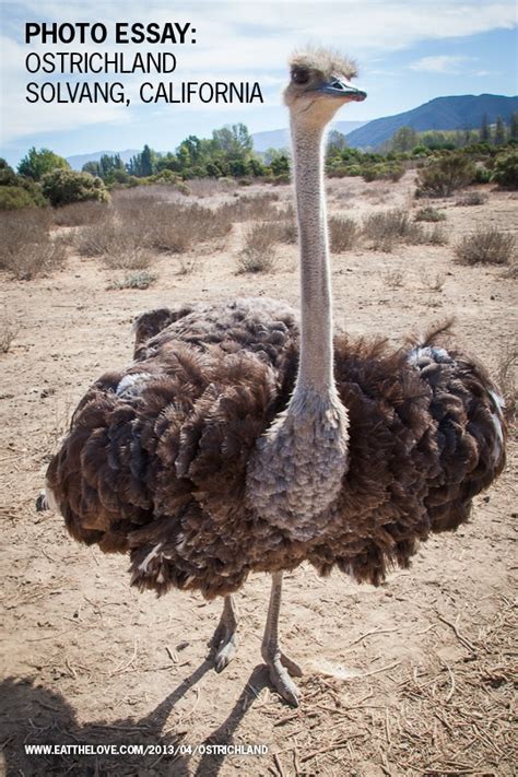 Ostriches | Ostrich Pictures | Eat the Love