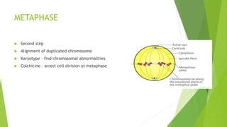 Preparation Of Metaphase Chromosome From Onion Cells PPT