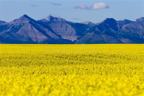 Agriculture Canola Alberta Stock Photo Image Of Natural 123854000