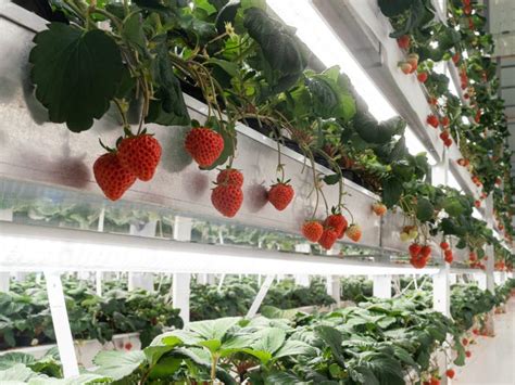 See How These Rare 50 Strawberries Grow In Vertical Farms Business