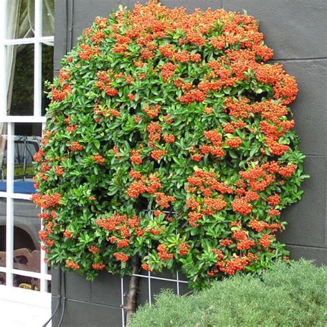 SCARLET FIRETHORN Pyracantha Coccinea - 50 SEEDS