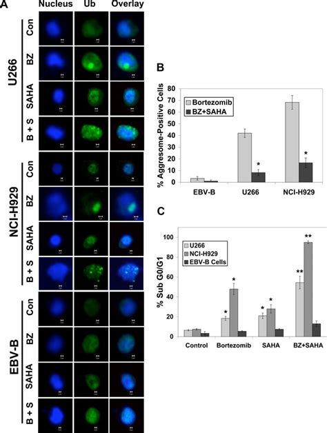 Saha Disrupts Bortezomib Induced Aggresome Formation And Augments Download Scientific Diagram