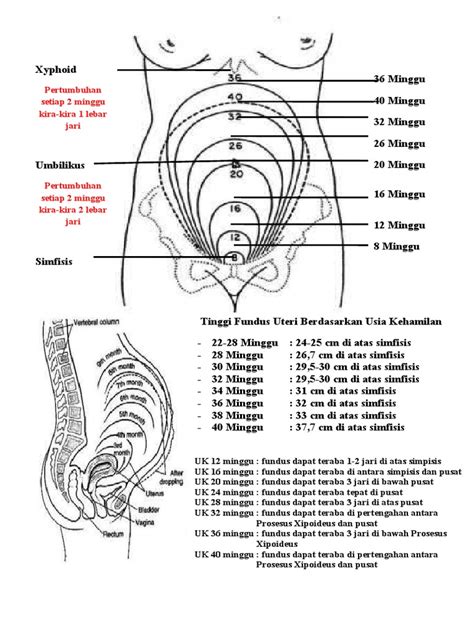 TFU Berdasarkan Usia Kehamilan