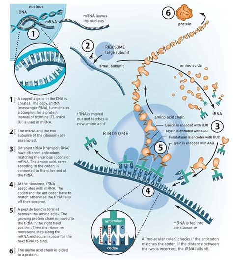 Dna Transcription Diagram Labeled