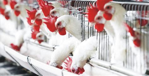 How To Start A Poultry Farm Business In Nigeria Ng Business