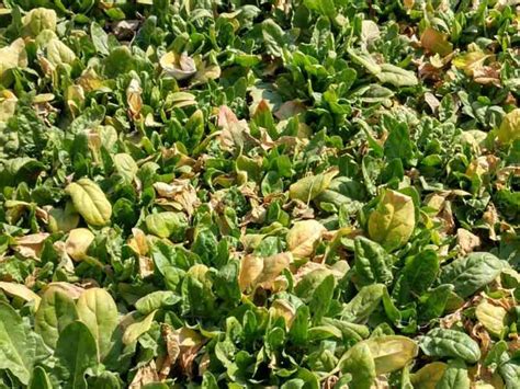 Spinach Leaves Turning Yellow Diagnosis And Solutions