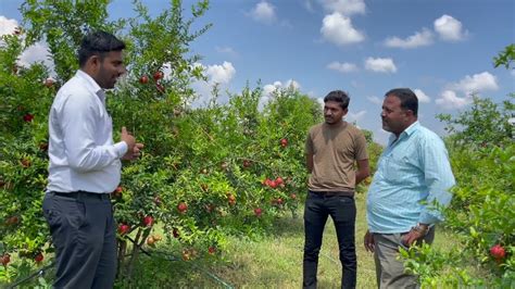 SCT वैदिक डाळिंब वैदिकच्या पोषणाने बाग झाला तेल्यामुक्त, खर्च झाला कमी ...