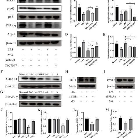 Relevance Of Sirt Ppar Regulation Of Mg On Macrophages Polarization