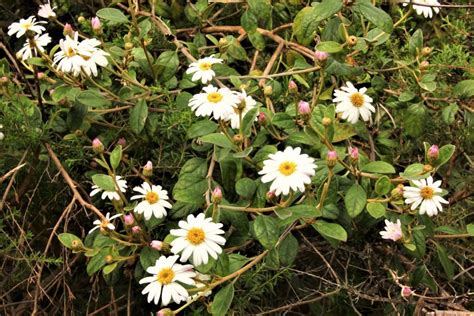 Olearia Tomentosa North Head Australian Plants Society