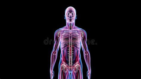 Human Male Anatomy 3D Animation Biology Science Technology Stock Video - Video of shoulder ...