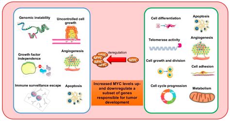 Gene Transactivation And Transrepression In Myc Driven Cancers