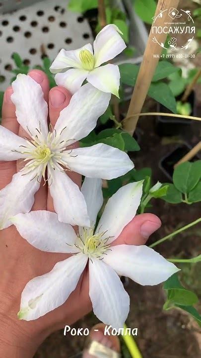 Клематис Роко-Колла крупноцветковый (3)Clematis Roko-Kolla. Обзор в ...