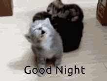 Funny Good Night GIFs | Tenor