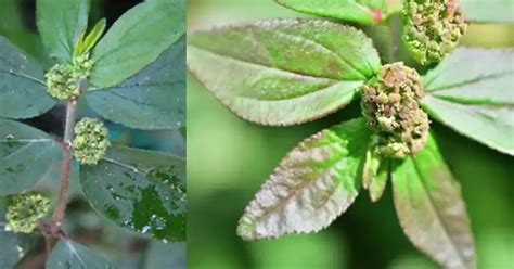 Euphorbia Hirta Asthma Plant Traditional Uses And Applications
