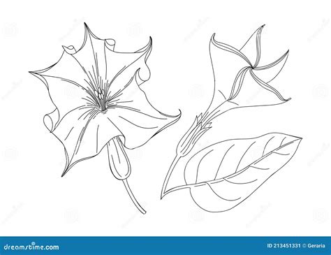 Datura Flower Illustration Modern Botanical Drawing For Pattern Logo