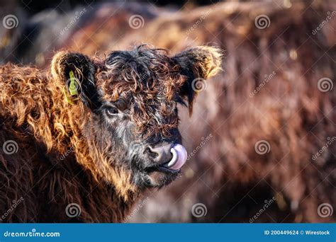 Selective Focus Shot Of A Young Highland Cow Leaking Its Nose In A Farm