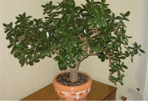 feng shui money tree | Money trees, Trees to plant, Plants