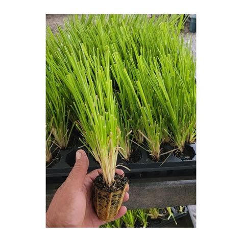 Buy 3 Pink Pampas Grass Cortaderia Starter Plant M Pack Of 3 Online At Lowest