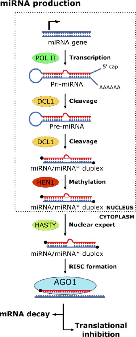 The MiRNA Pathway Adapted From Li Et Al 2018 Pol II Dependent