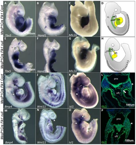 In Situ Hybridization At E95 For First And Second Heart Field Markers