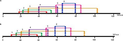 Distribution Of Six Disulphide Bridges In Spla 2 S In Flax A In Download Scientific Diagram