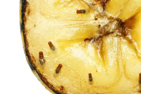 How to Combat and Prevent Gnats and Fruit Flies | Lookout Pest Control