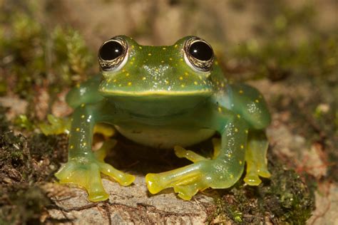 Pregnant Glass Frog