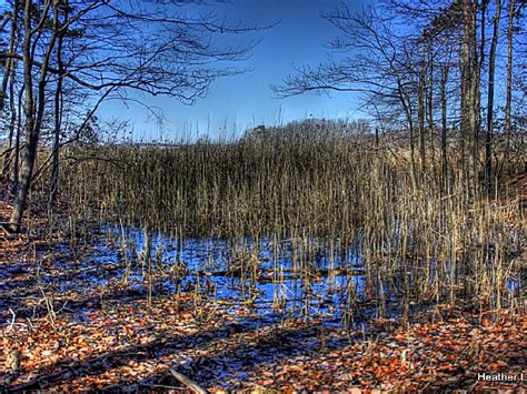 Cheesequake State Park, a New Jersey State Park located near Asbury ...