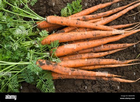 Taproot Plant Hi Res Stock Photography And Images Alamy