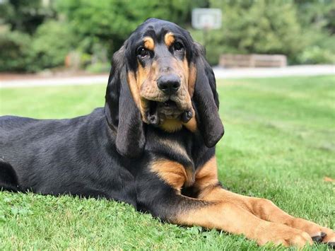 Bloodhound Dog Breed Info Everything You Need To Know K9 Web