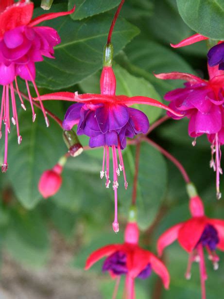 Fuchsia - Image Abyss