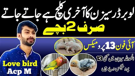 How To Start Love Bird Farming In Pakistan Beautiful Business In The