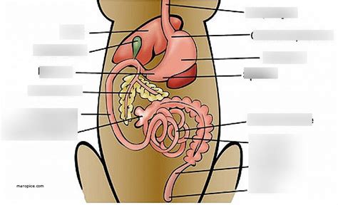 Dog Digestive System (pt.1) Diagram | Quizlet